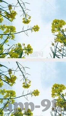 欧美成人爱爱视频-欧美成人爱爱视频，文化、艺术与个人选择的交汇点